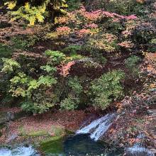 写真は10/22のおしどり隠しの滝の紅葉を明治温泉からの撮影です。